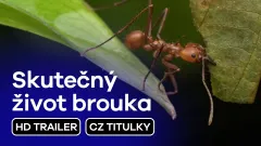 Skutečný život brouka: trailer