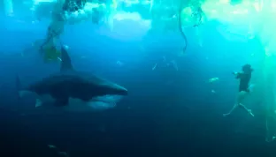 Žraloci v Paříži se vymkli kontrole. Netflix servíruje nejhloupější filmový hit roku