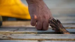 Billy & Molly: An Otter Love Story