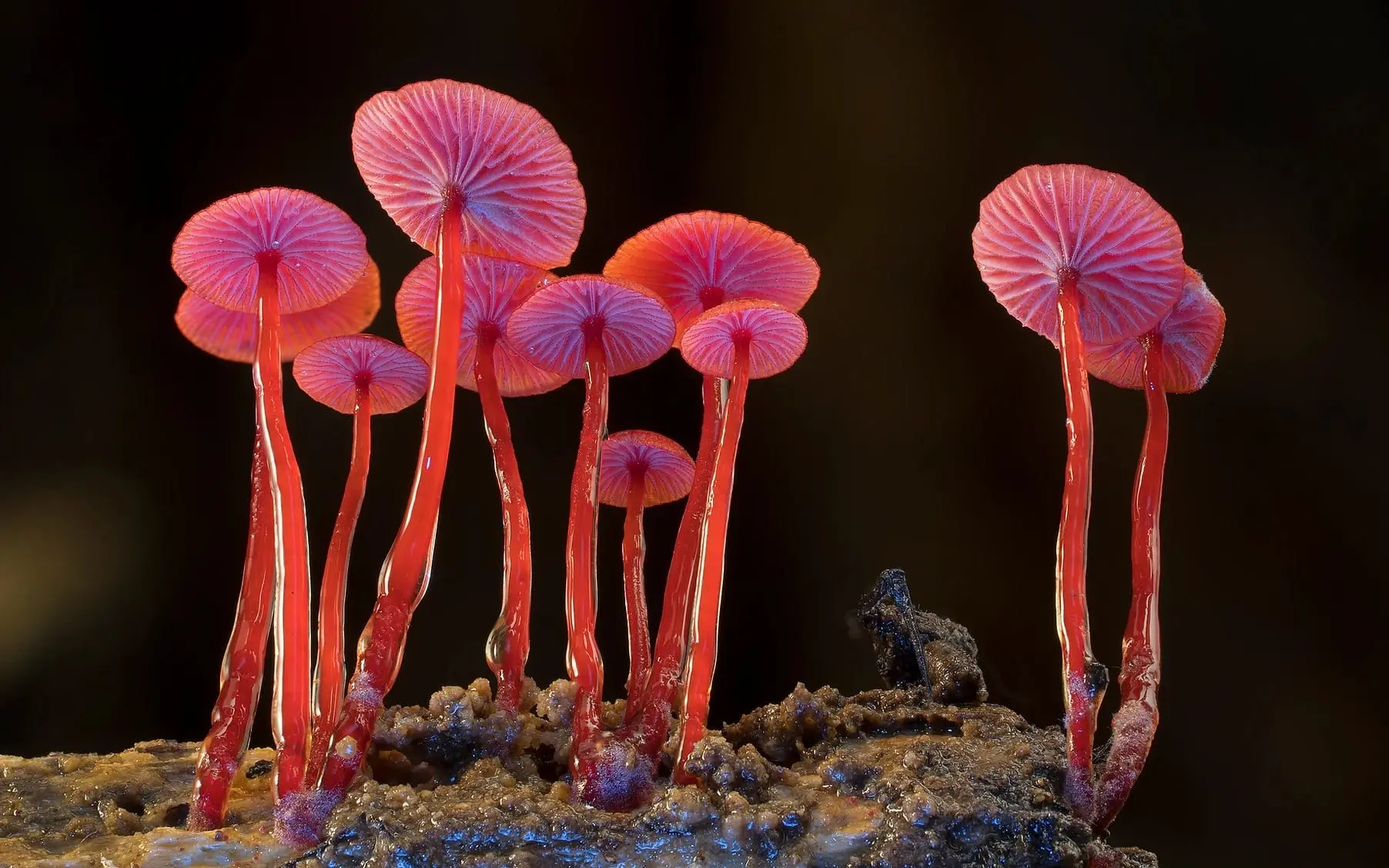 Houby: Síť života