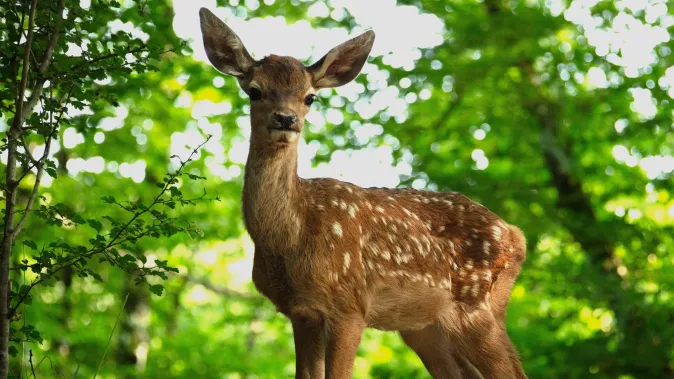 Máte po krk Disneyho? Koloušek Bambi s hlasem Terezy Ramba září ve verzi se skutečnými zvířaty