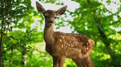 Máte po krk Disneyho? Koloušek Bambi s hlasem Terezy Ramba září ve verzi se skutečnými zvířaty