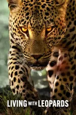 Ze života levhartů