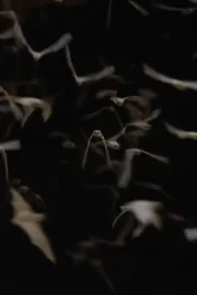 The Invisible Mammal