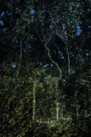 They witness time in longer intervalls