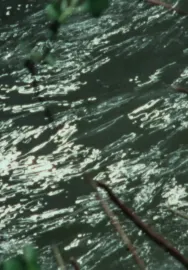 Far from the explosive form of fruit