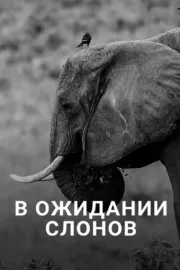 En attendant les éléphants