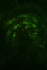 Hurry Up Tomorrow - Short Film | Complex Cover