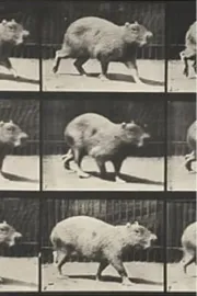 Capybara Walking