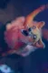 Dragfox