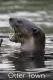 Otter Town