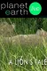 A Lion's Tale