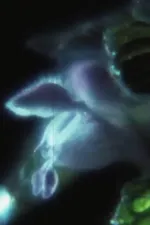 大きな石小さな夜