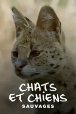 Po stopách divokých psů