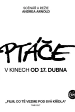 Ptáče