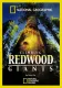 Climbing Redwood Giants