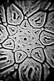 Video Feedback, ARP Drone