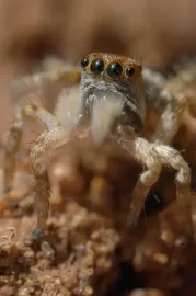 The World According to Jumping Spiders
