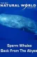 Sperm Whales: Back from the Abyss