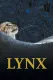 Lynx