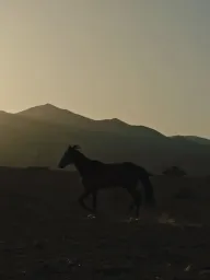 Pourquoi As-Tu Laissé le Cheval à sa Solitude?