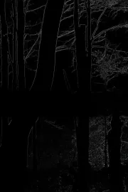 The Heart of the Wood