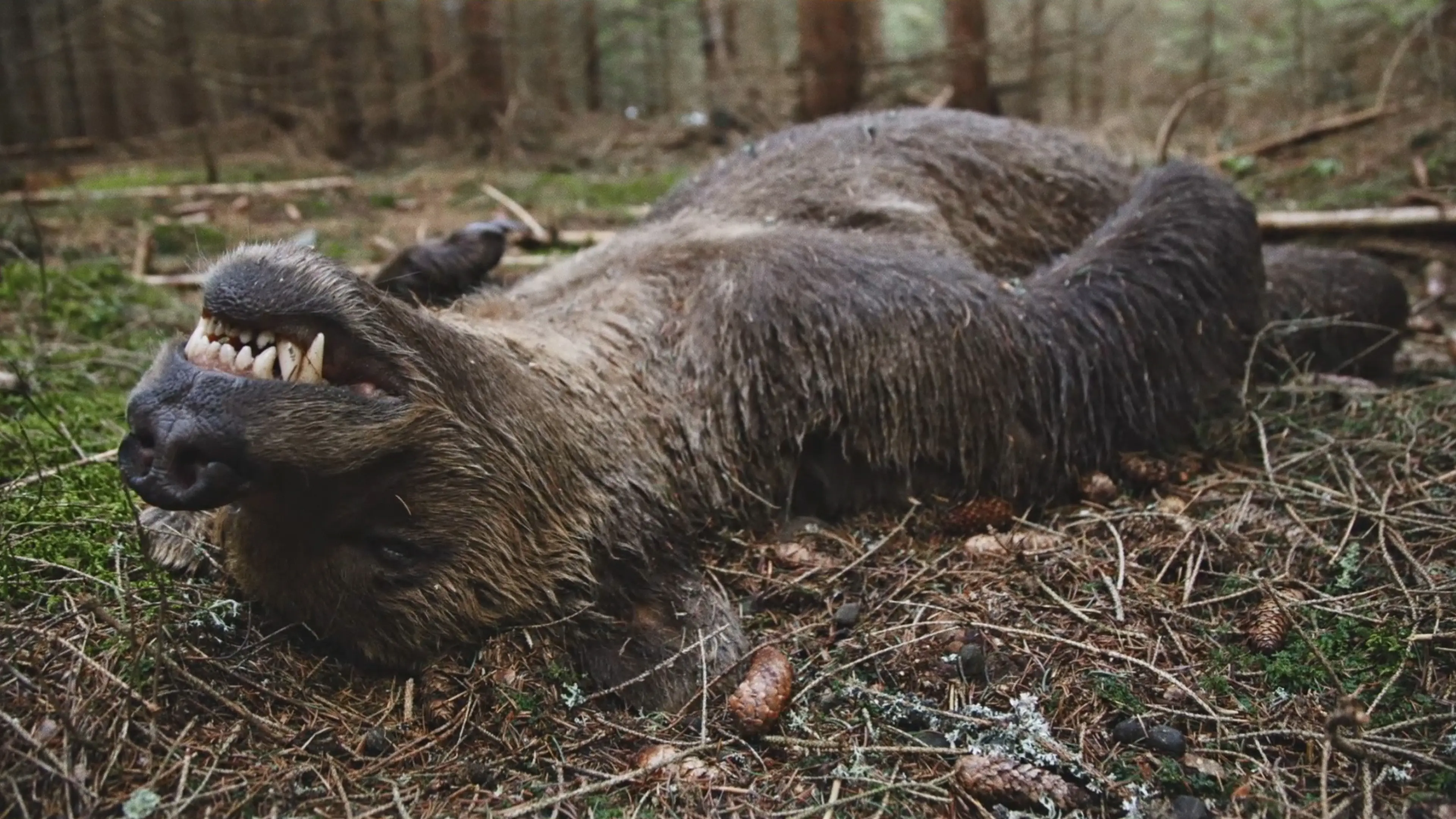 Co se stane, když příroda překročí práh? Slovenský Medvěd vyvolá silné diskuze