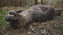 Co se stane, když příroda překročí práh? Slovenský Medvěd vyvolá silné diskuze