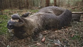 Co se stane, když příroda překročí práh? Slovenský Medvěd vyvolá silné diskuze