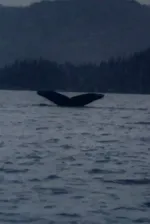 Whales