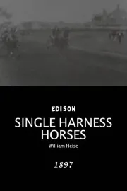 Single Harness Horses
