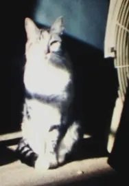 sin título (Snoopy)