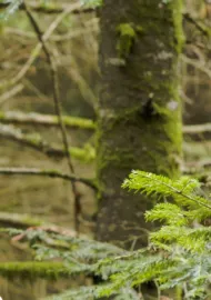 Coeur Glacé Battant