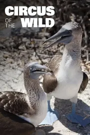 Witzig und wild - Die kuriosen Seiten der Tiere