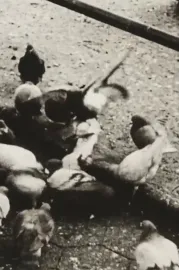 The Aviary (Short Sound Version)