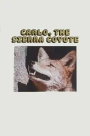 Carlo, the Sierra Coyote
