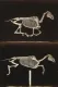 Skeleton of Horse