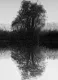 Tree Reflection