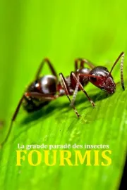 Fabulous Insects - Ants