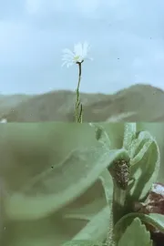Florinda y el viento