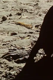 The Old Lady AKA A Human Document