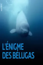 L'énigme Des Belugas
