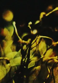 A Study in Natural Magic