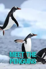 Meet The Penguins