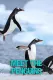 Meet The Penguins