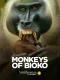Monkeys of Bioko