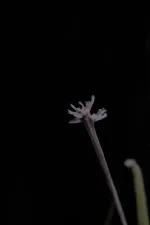 Querer de infância ou ritos de passagem para Moema