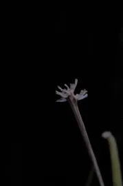 Querer de infância ou ritos de passagem para Moema