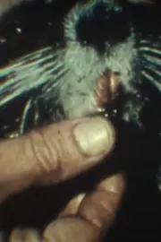 Fauna sudamericana N° 9: Nutria