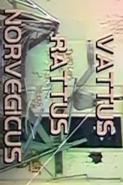 Vattus Rattus Norvegicus